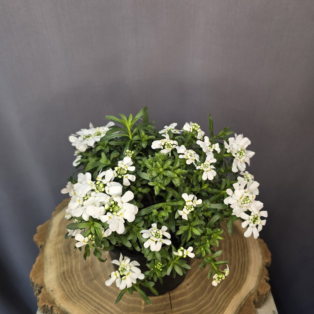 örökzöld tatárvirág fehér virágú alacsony évelő dísznövény