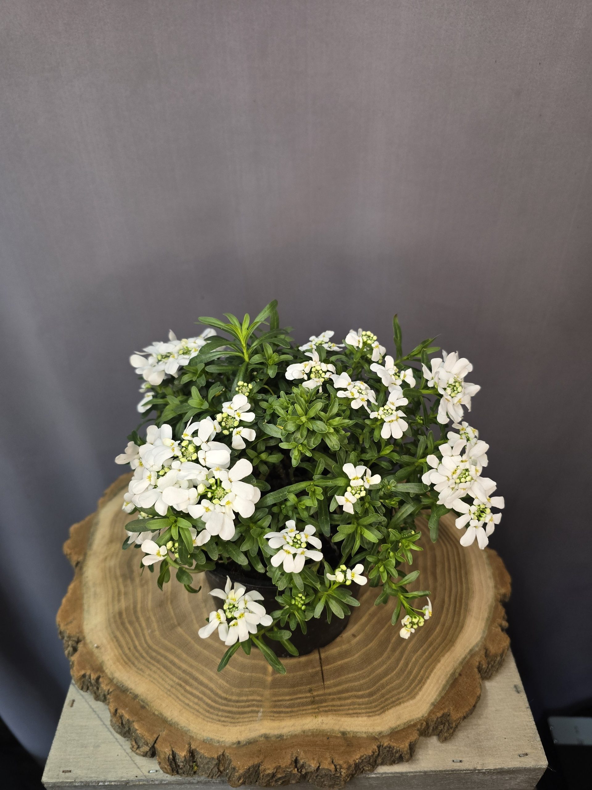 örökzöld tatárvirág fehér virágú alacsony évelő dísznövény