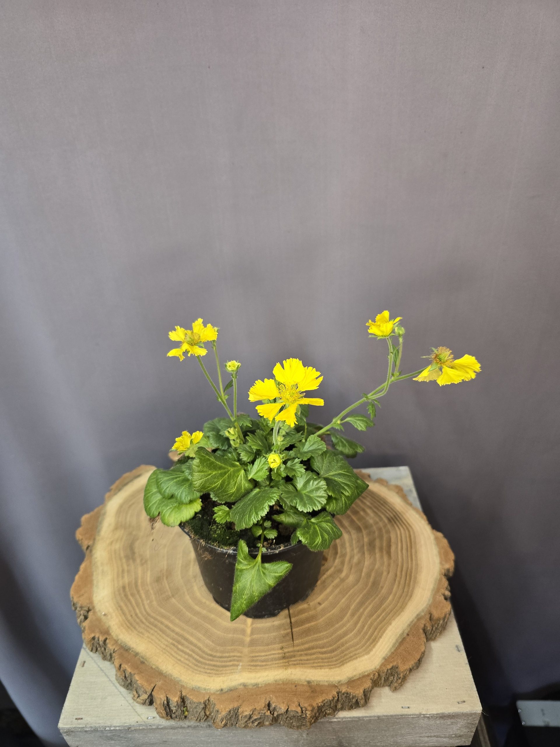 Hegyi gyömbérgyökér - Geum montanum