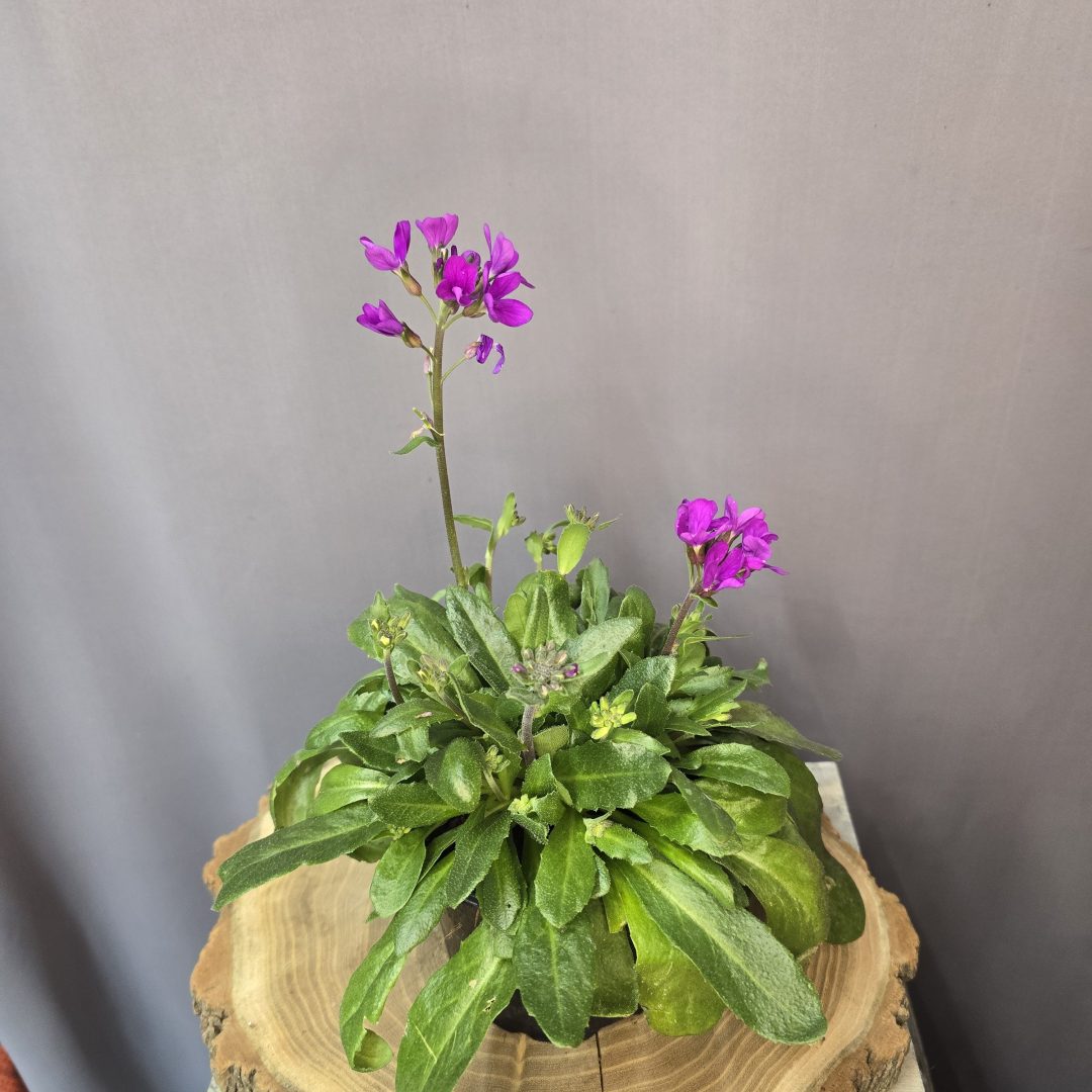 Pillás ikravirág - Arabis blepharophylla