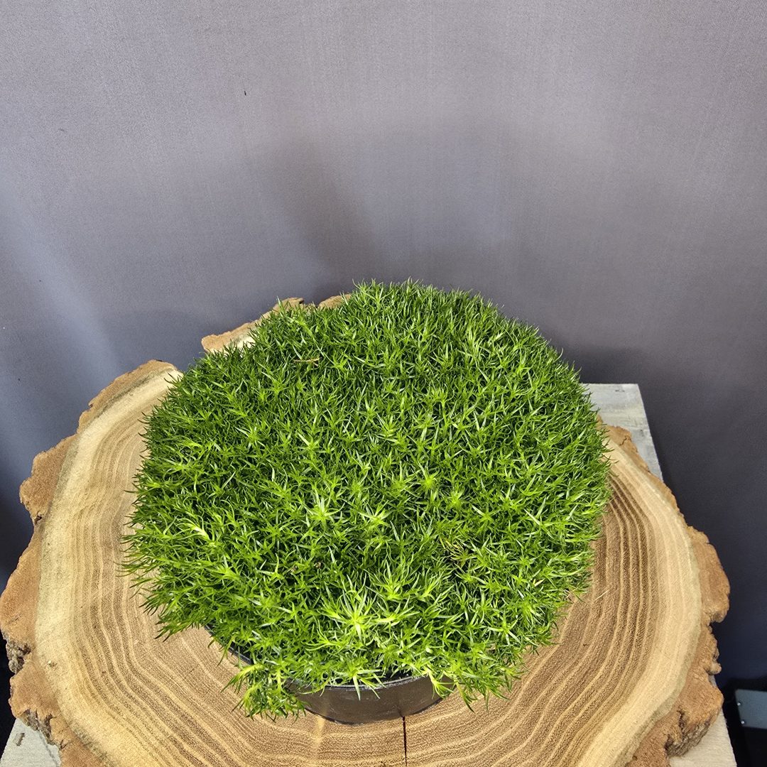 Sagina subulata - Szálkás zöldhúr