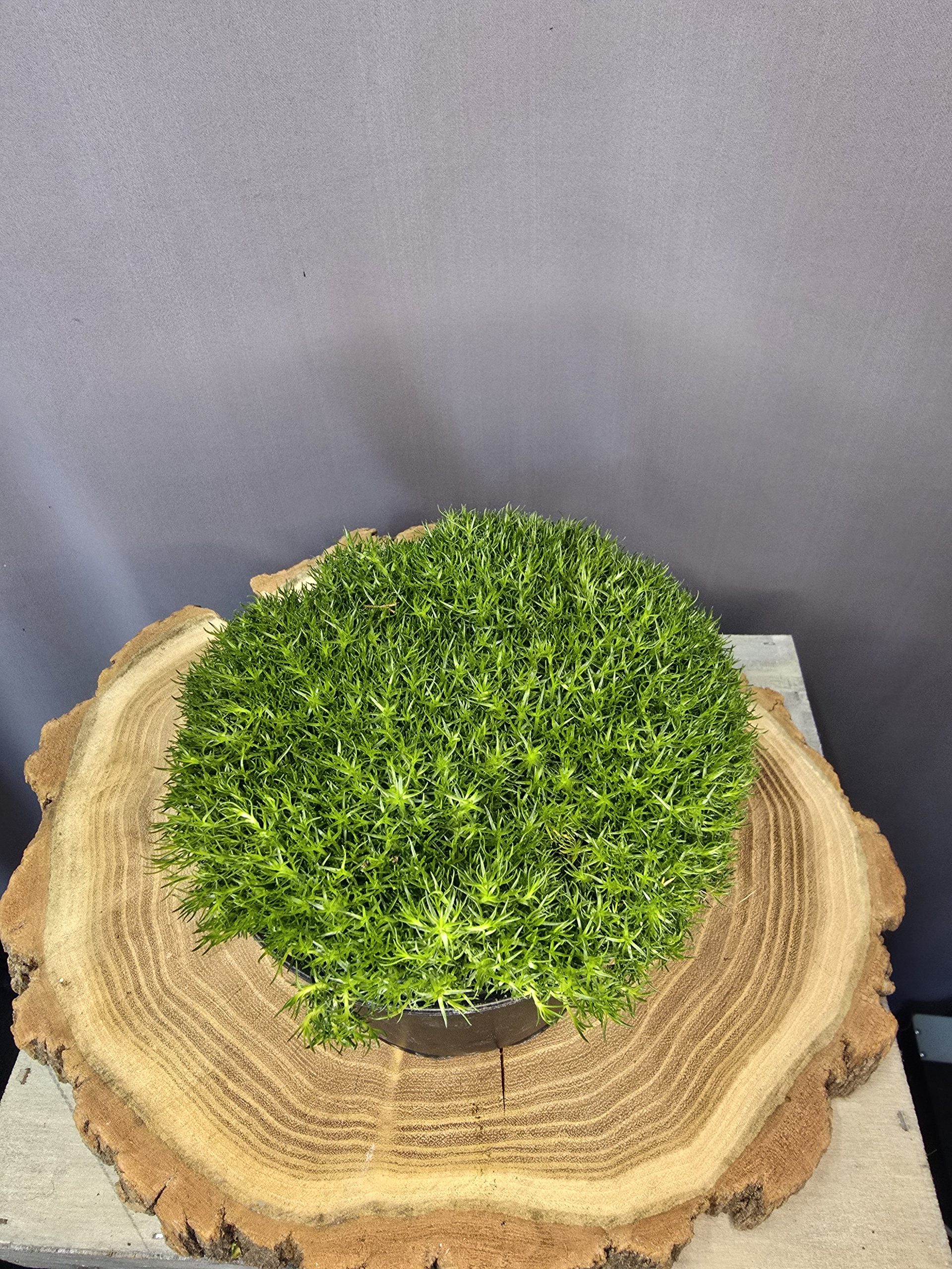 Sagina subulata - Szálkás zöldhúr