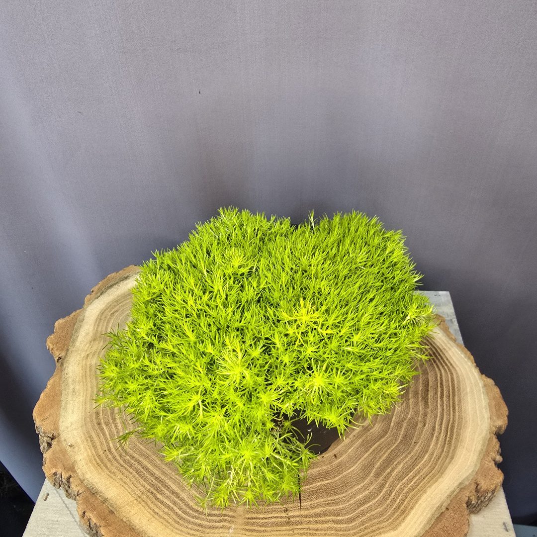 Sagina subulata - Szálkás zöldhúr