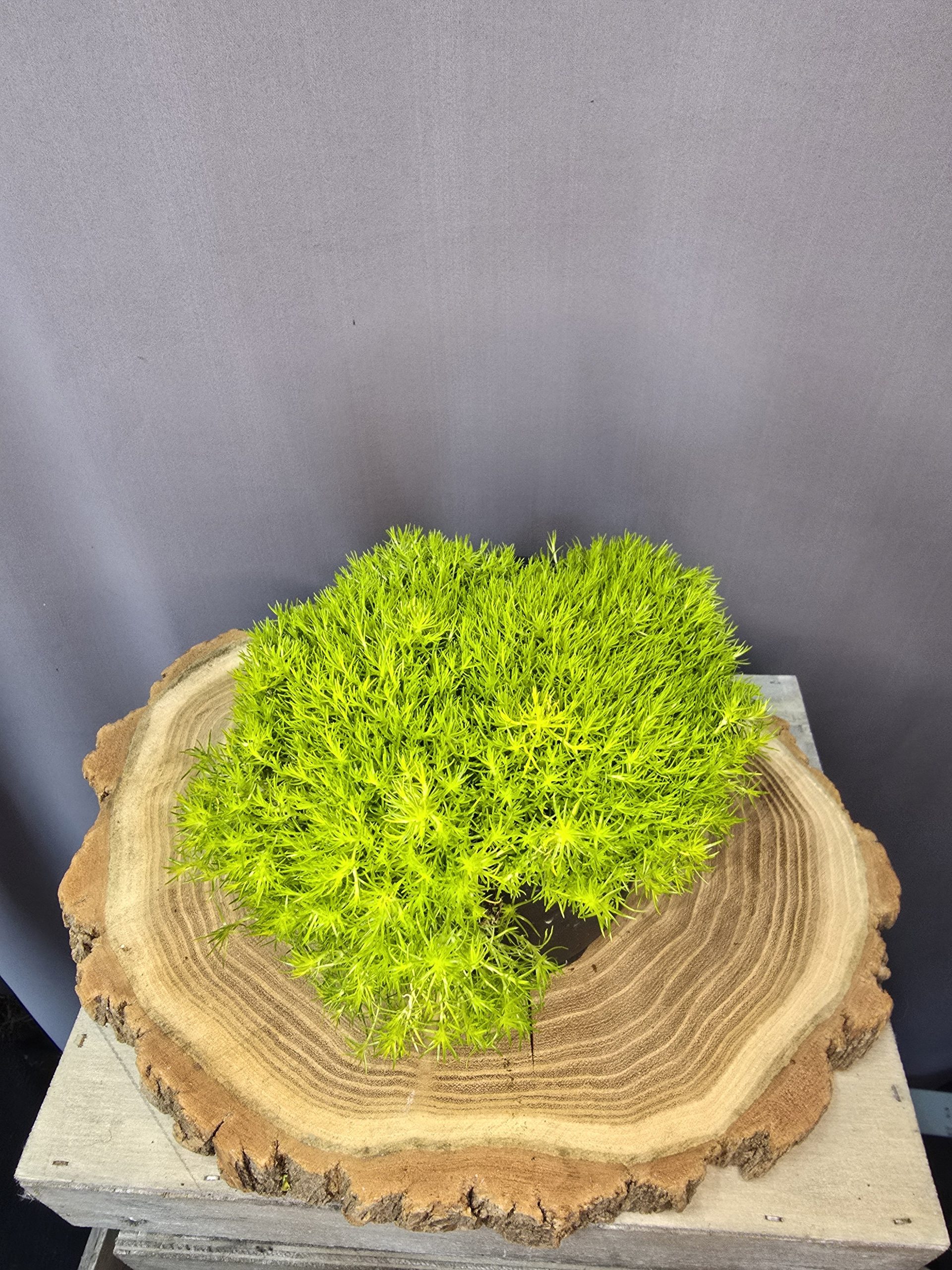 Sagina subulata - Szálkás zöldhúr