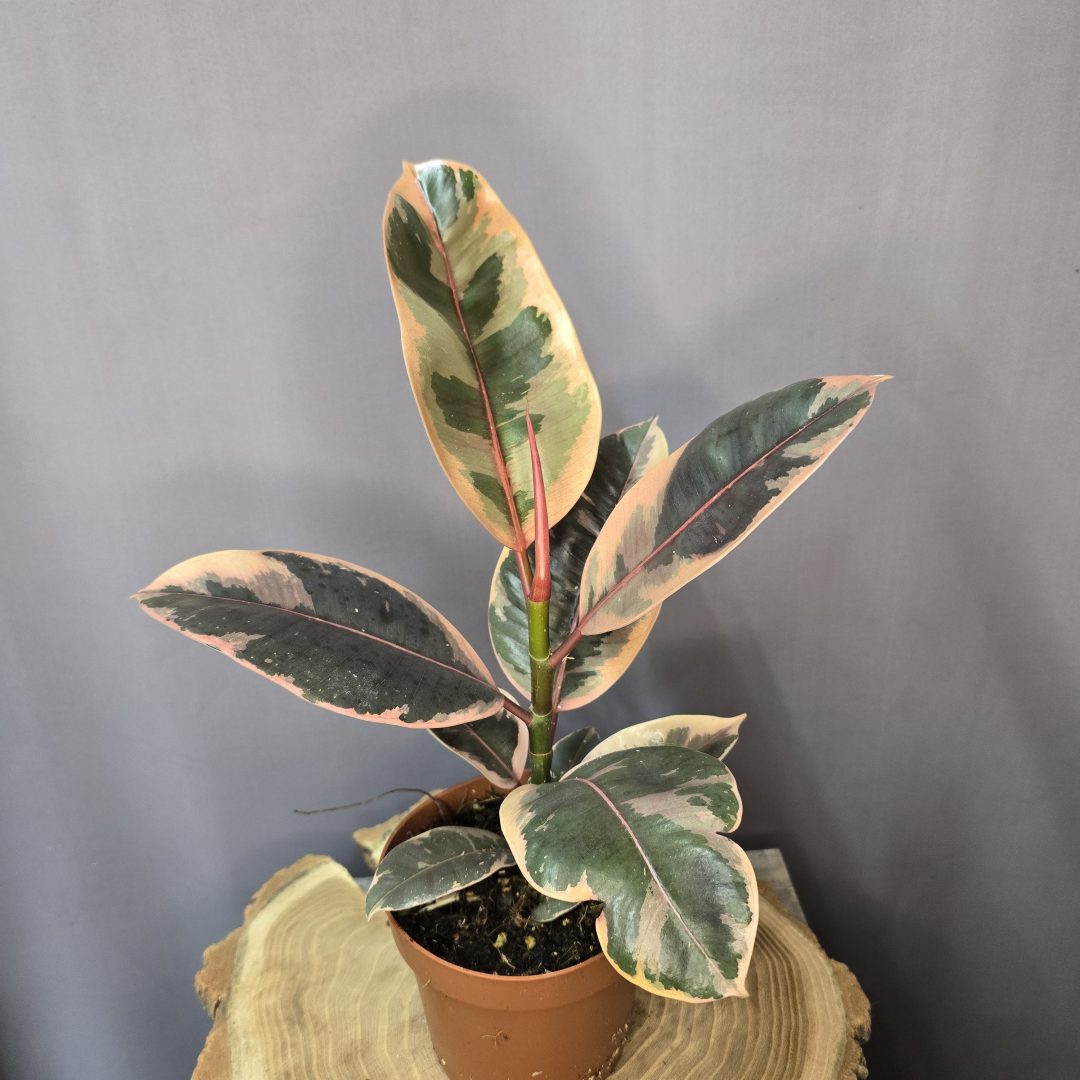 Ficus elastica Belize tarka levelű gumifa szobanövény