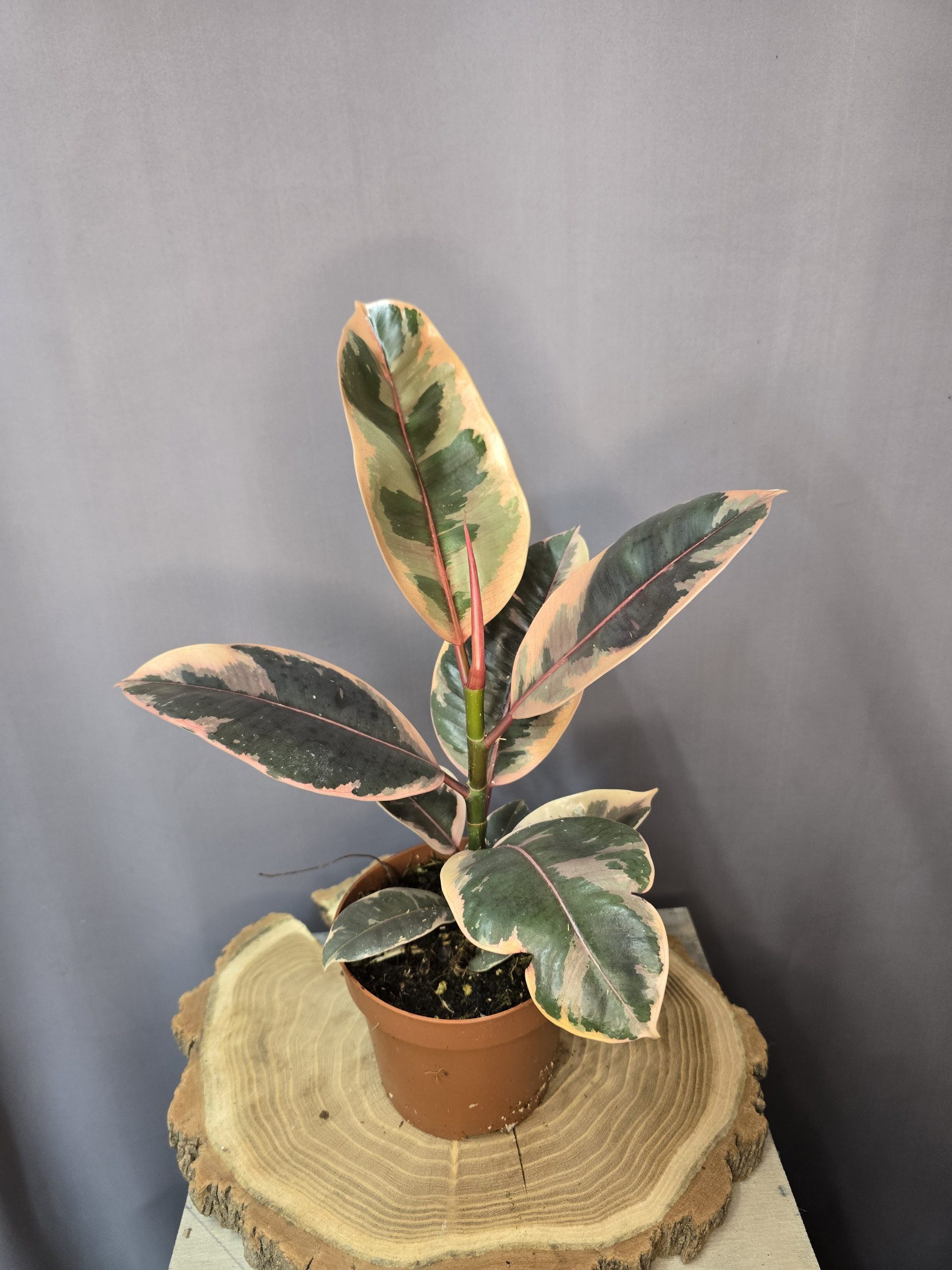 Ficus elastica Belize tarka levelű gumifa szobanövény