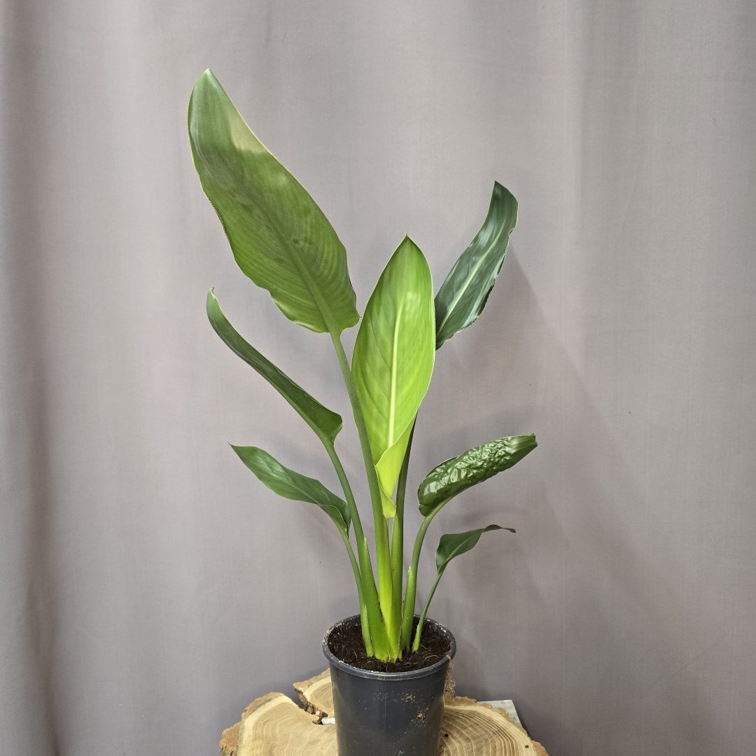 Strelitzia reginae egzotikus nagy levelű papagájvirág szobanövény