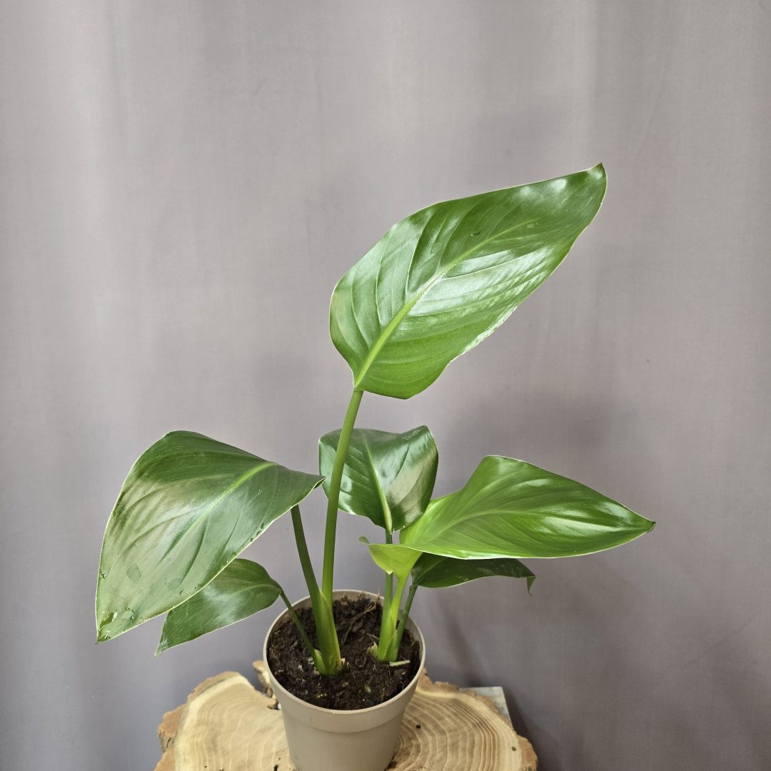 Strelitzia nicolai nagy levelű trópusi papagájvirág szobanövény