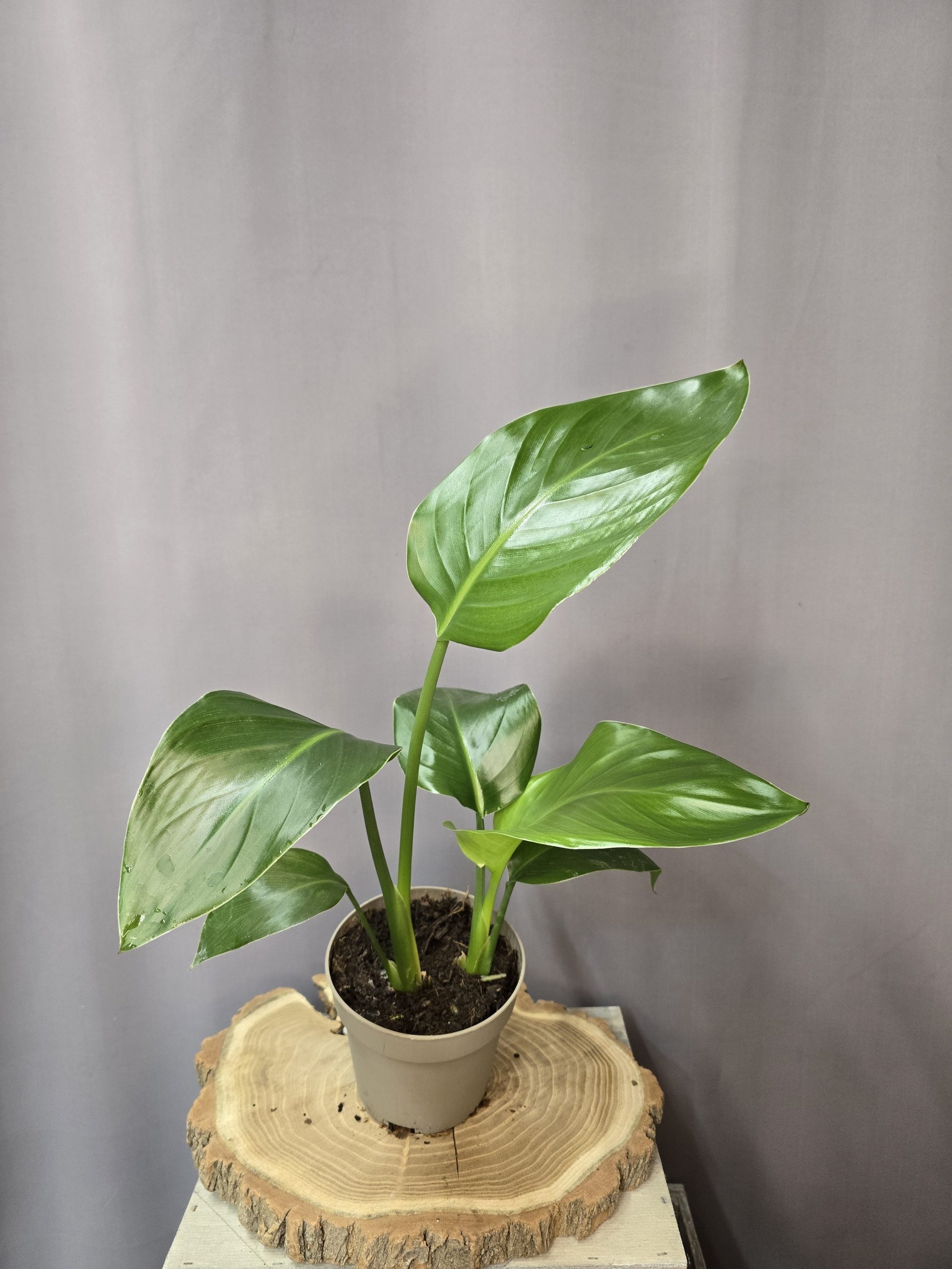 Strelitzia nicolai nagy levelű trópusi papagájvirág szobanövény