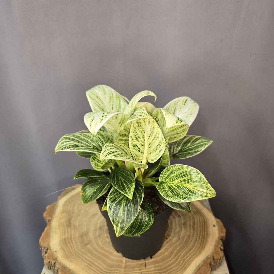 Philodendron Birkin csíkos levelű különleges szobanövény