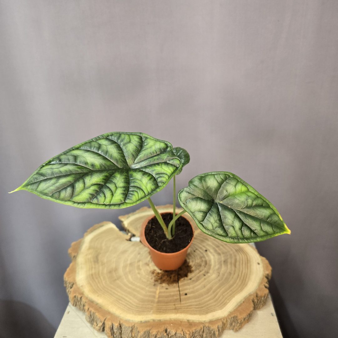 Alocasia Dragon Scale különleges pikkelymintás levelű trópusi szobanövény