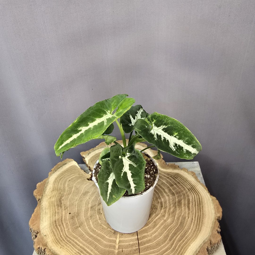 Syngonium wendlandii( baby plant )