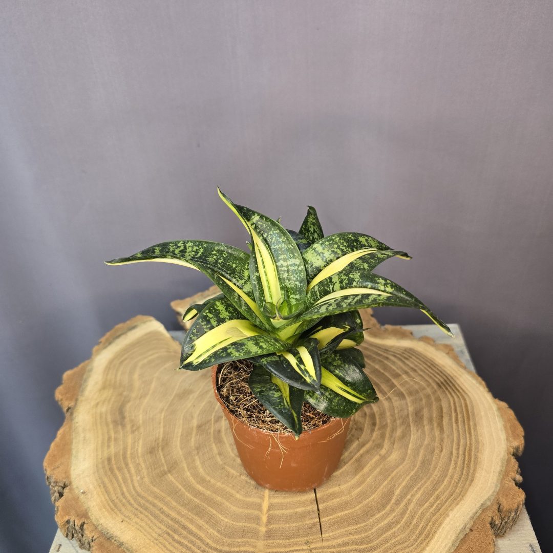 Sansevieria hahnii 'Spiral Star'