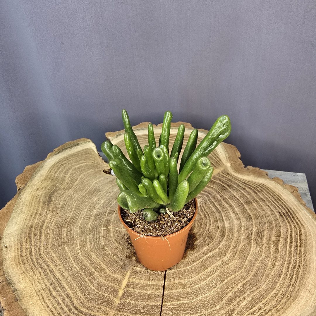 Crassula ovata 'Gollum' ( baby plant )