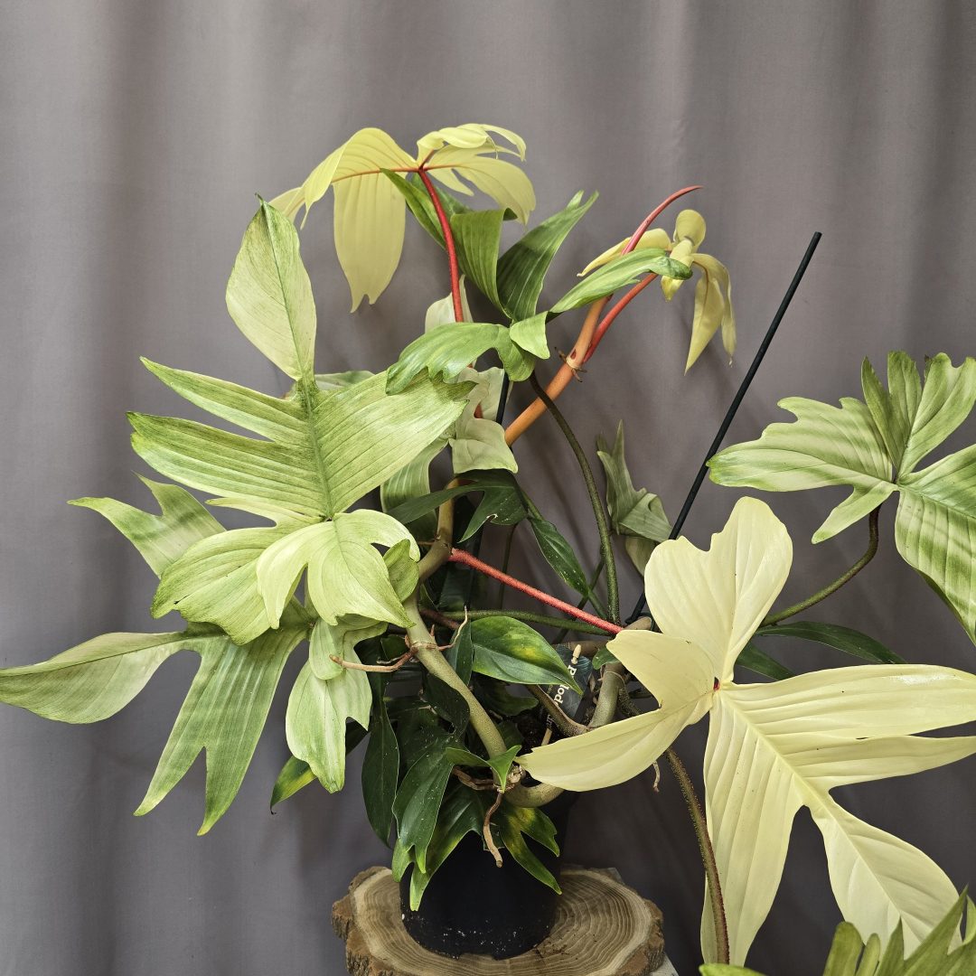 Philodendron Ghost Nr.3