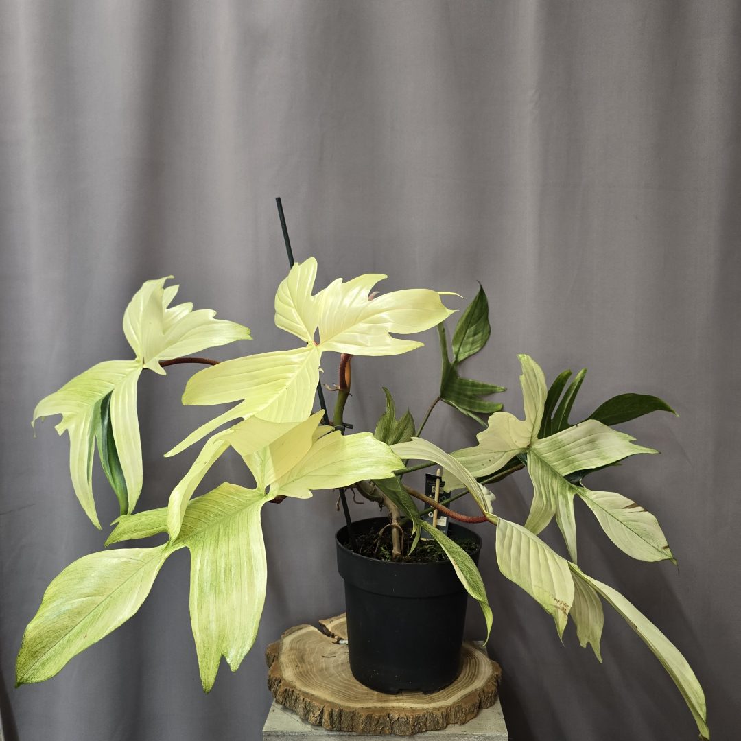 Philodendron Ghost Nr.2