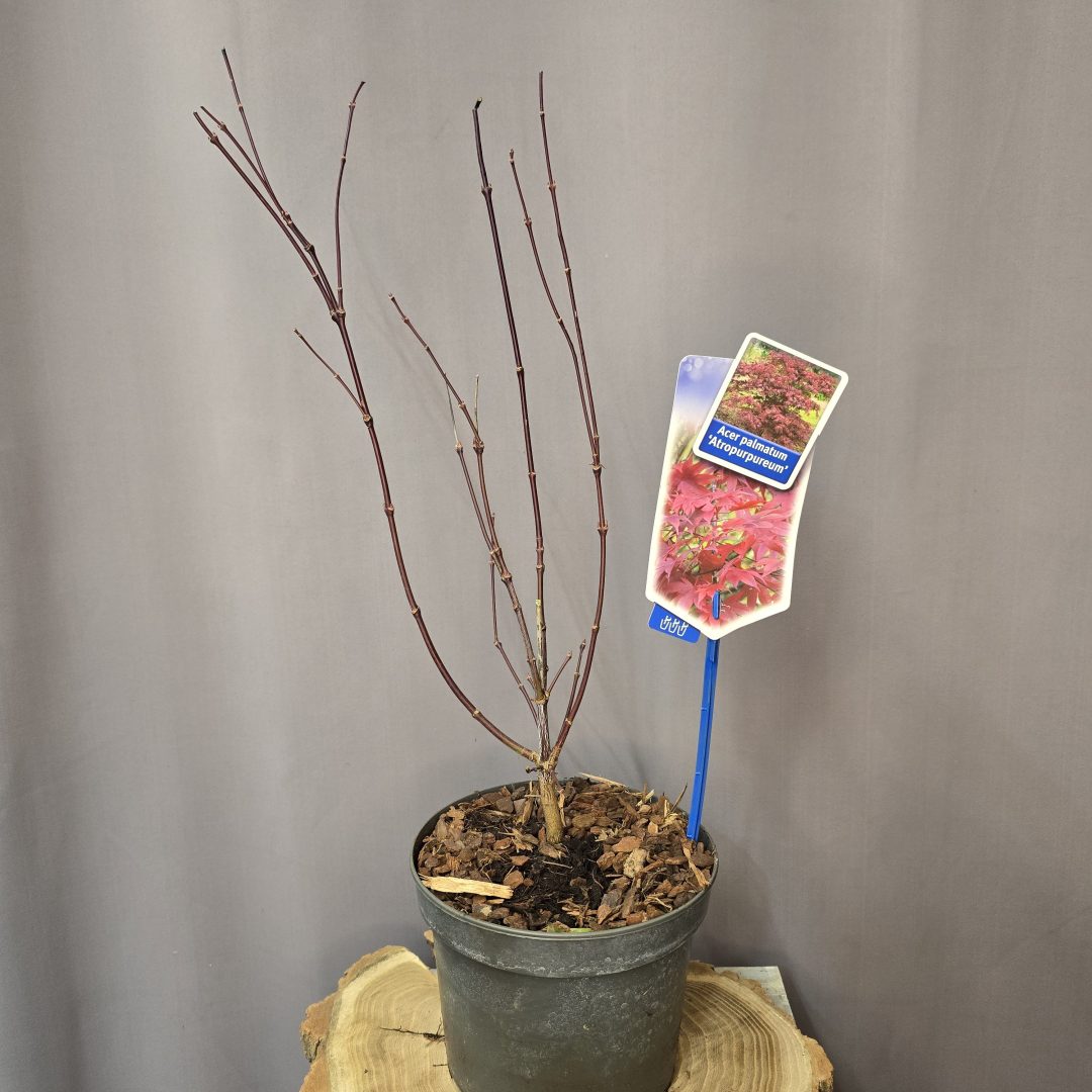 Acer palmatum Atropurpureum japán juhar vörös lombú díszfa
