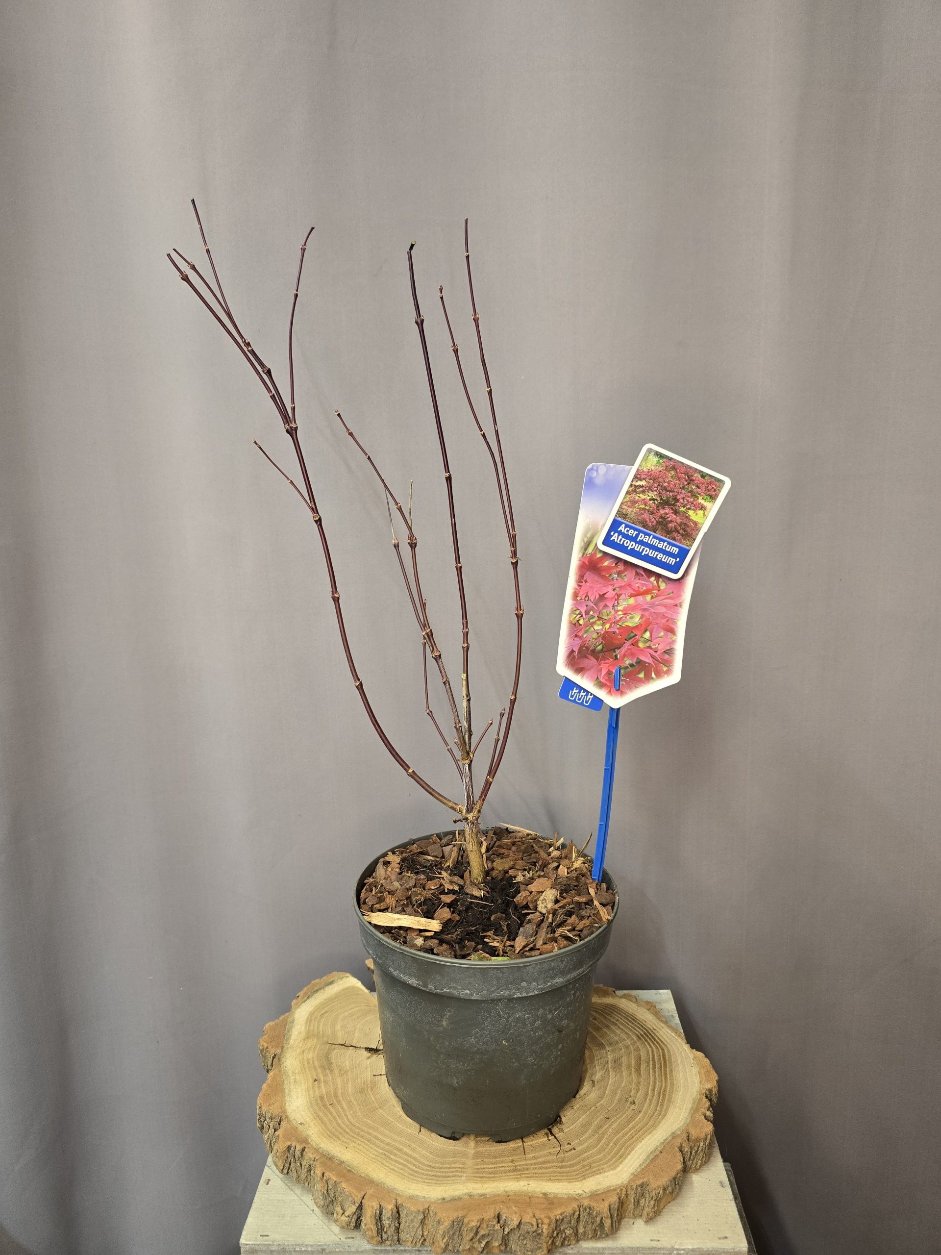 Acer palmatum Atropurpureum japán juhar vörös lombú díszfa