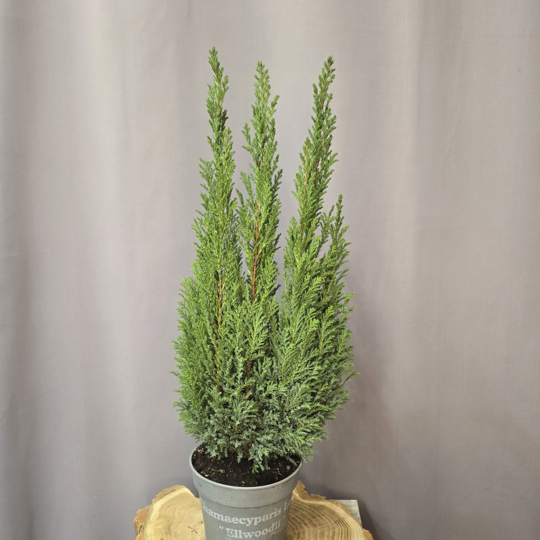 Chamaeciparis law. Ellwoodii - Hamisciprus