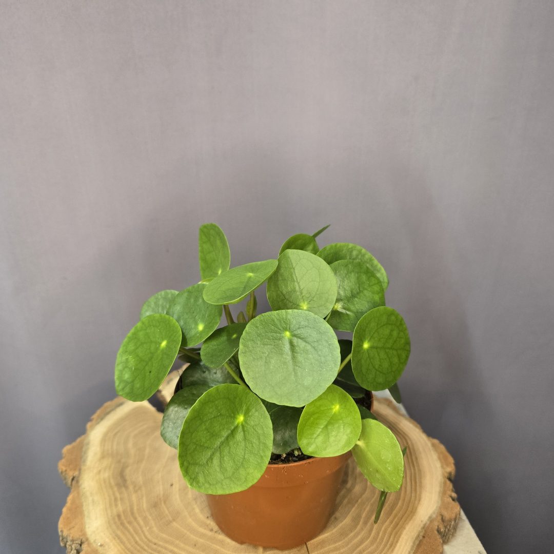 Pénzlevelű pilea - Pilea peperomoides