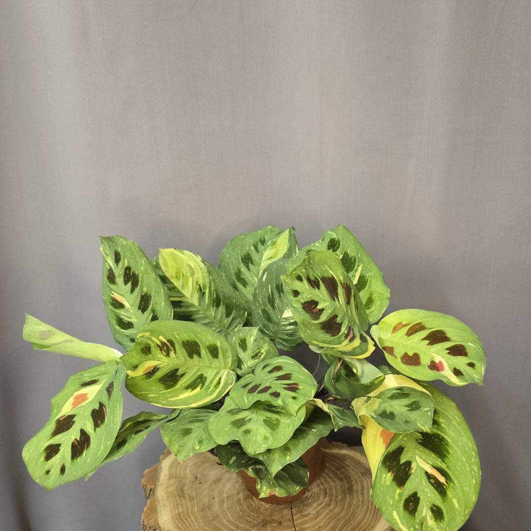 Maranta leuconeura 'Kerchoveana Variegata'