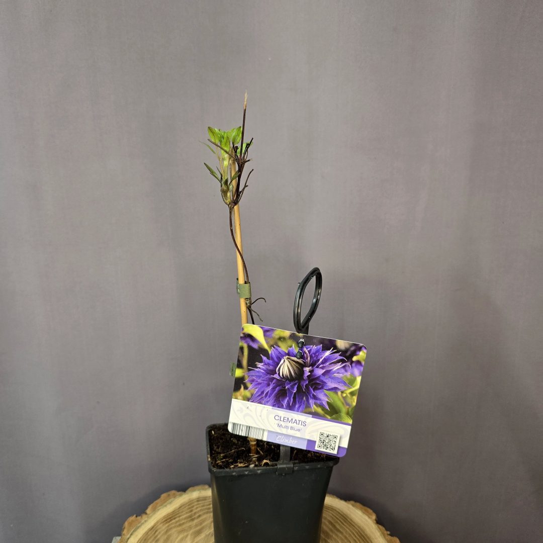 Clematis 'Multi Blue'
