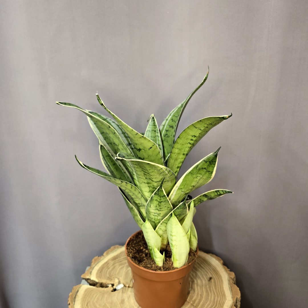 Sansevieria trifasciata ‘White Snow’