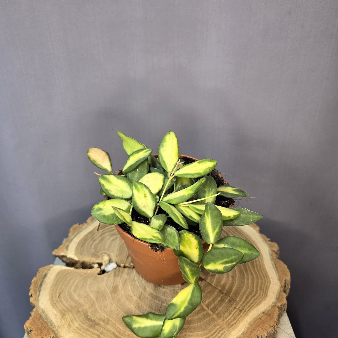 Hoya burtoniae 'Variegata'