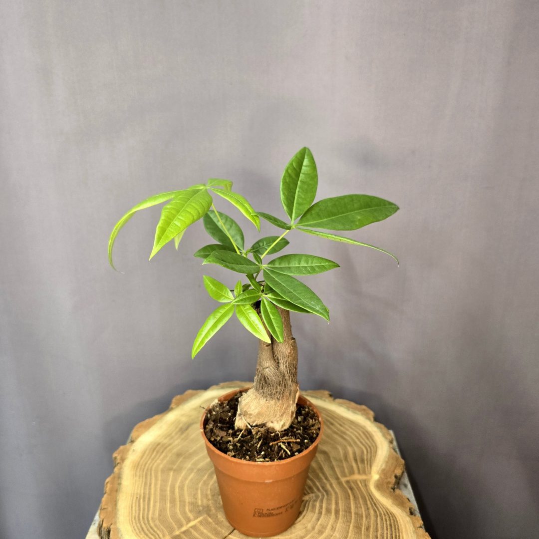 Pachira aquatica - Vadkakaó