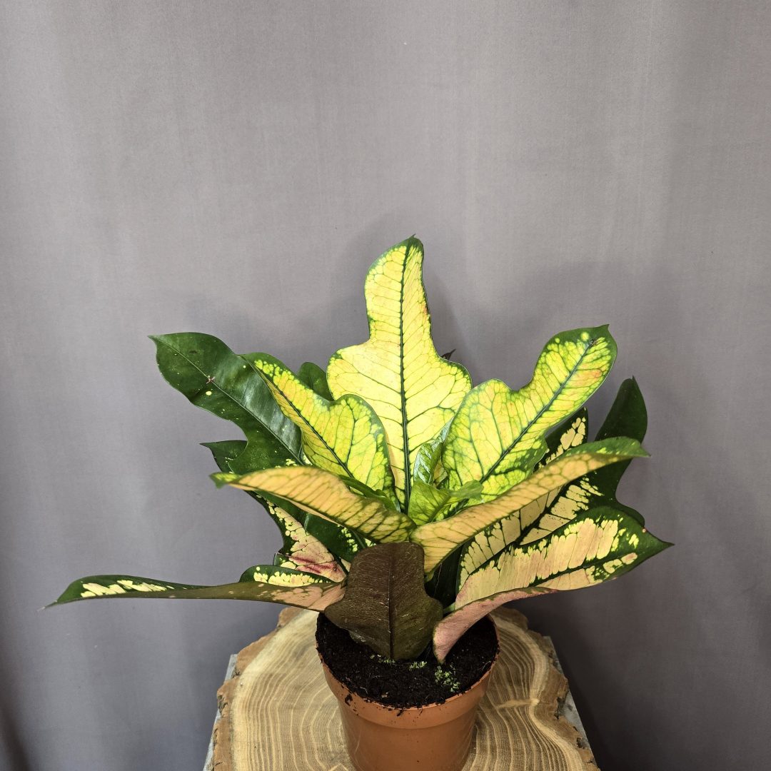 Codiaeum variegatum - Croton Wilma