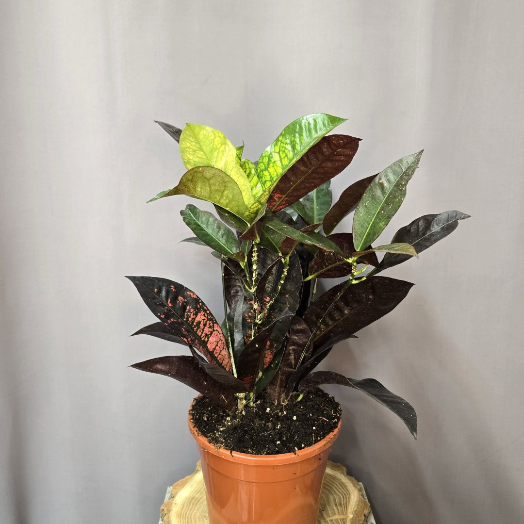 Codiaeum Mrs Iceton – Kroton