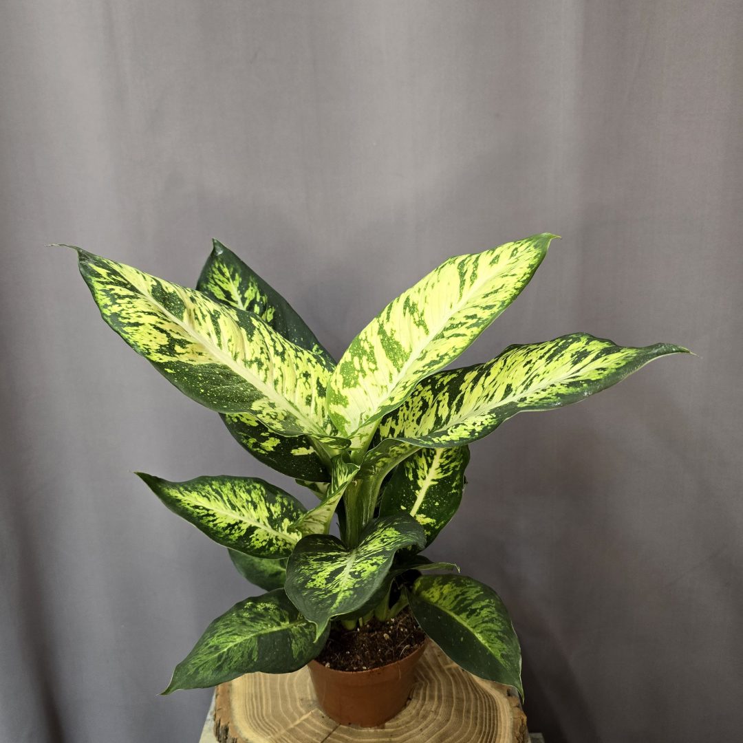 Dieffenbachia Mars