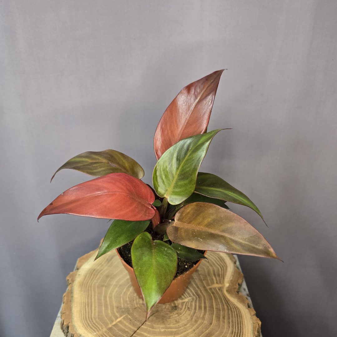 Philodendron 'Red Sun'