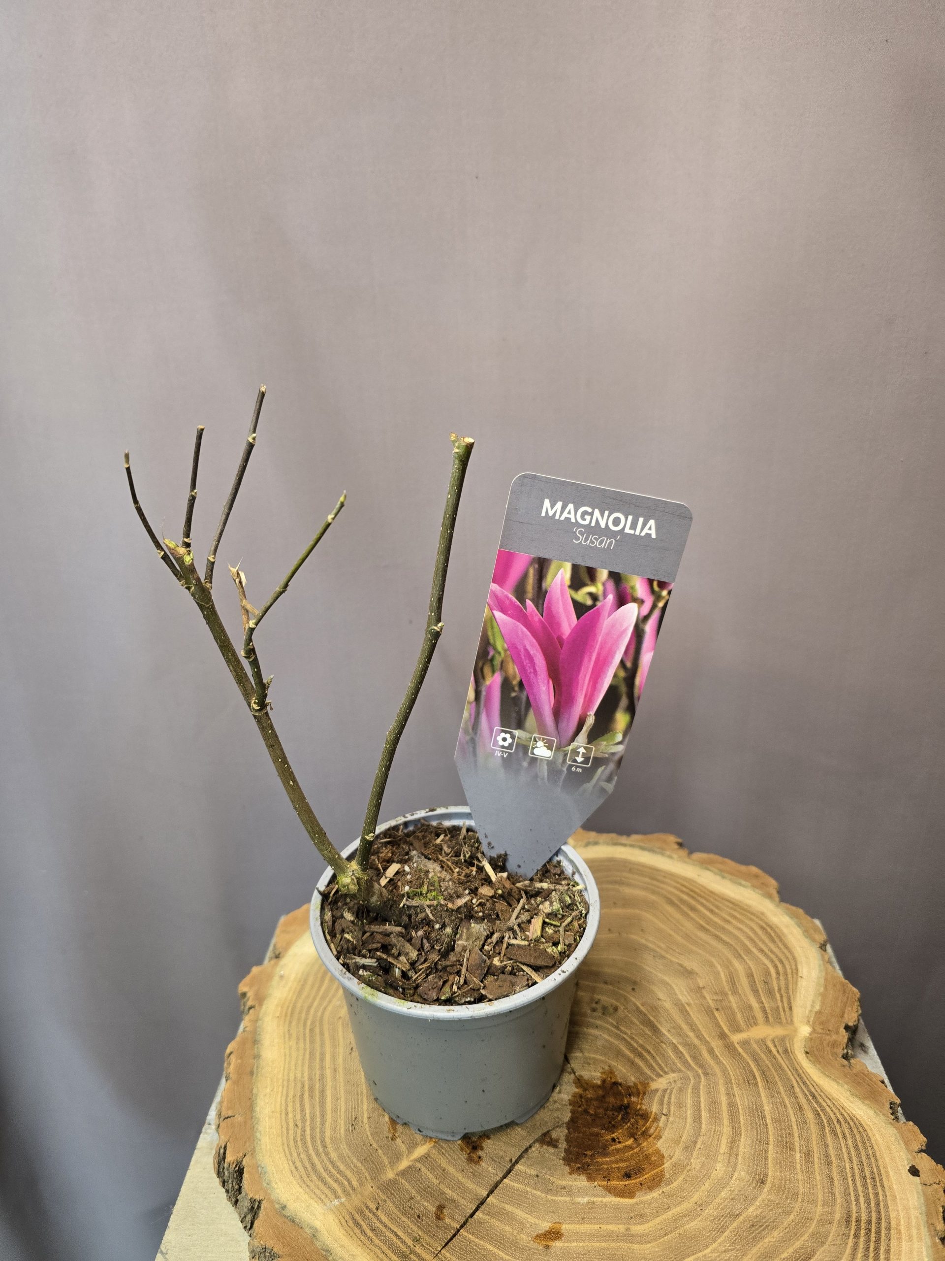 Magnolia 'Susan' - Image 2