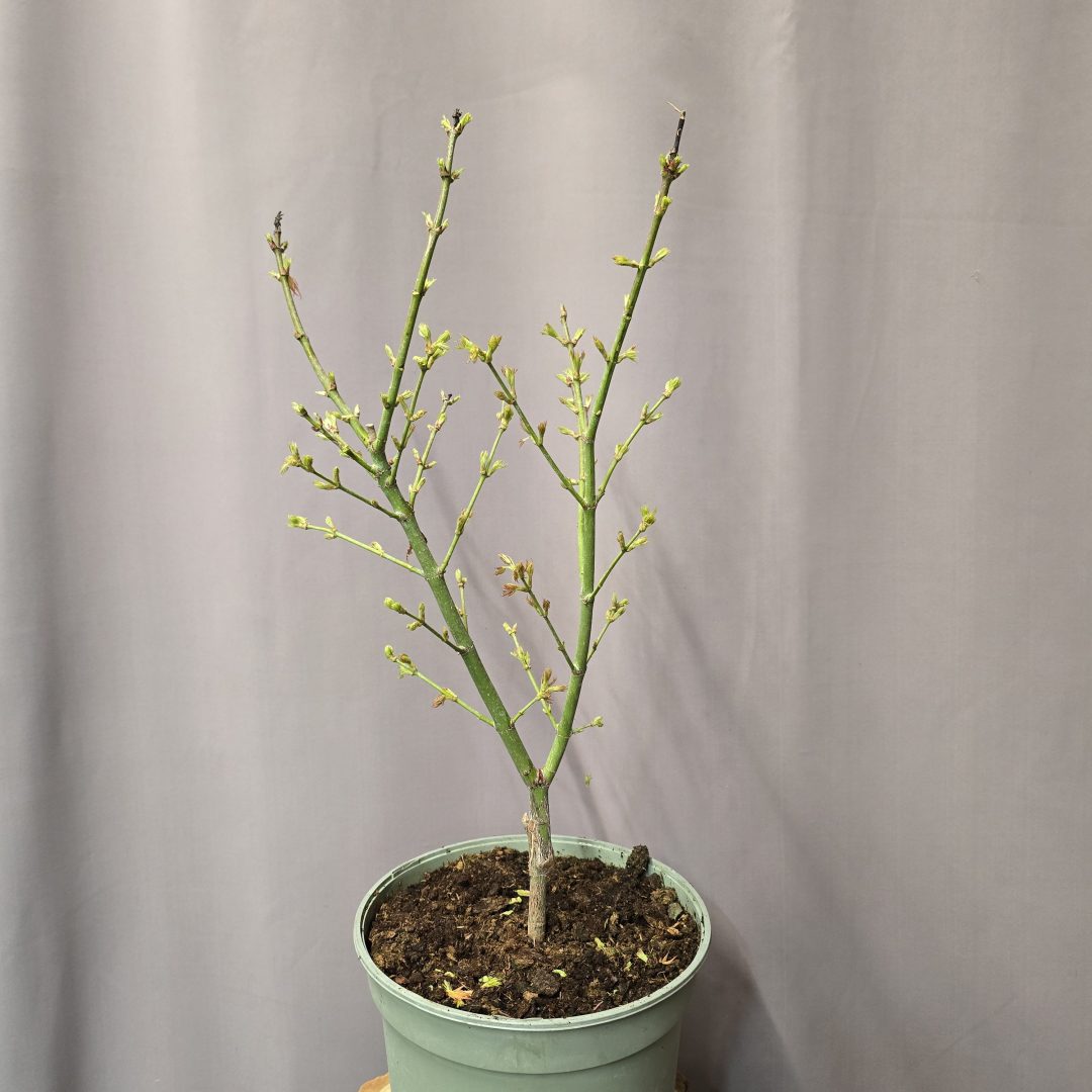 Acer palmatum 'Jerre Schwartz' – Japán juhar