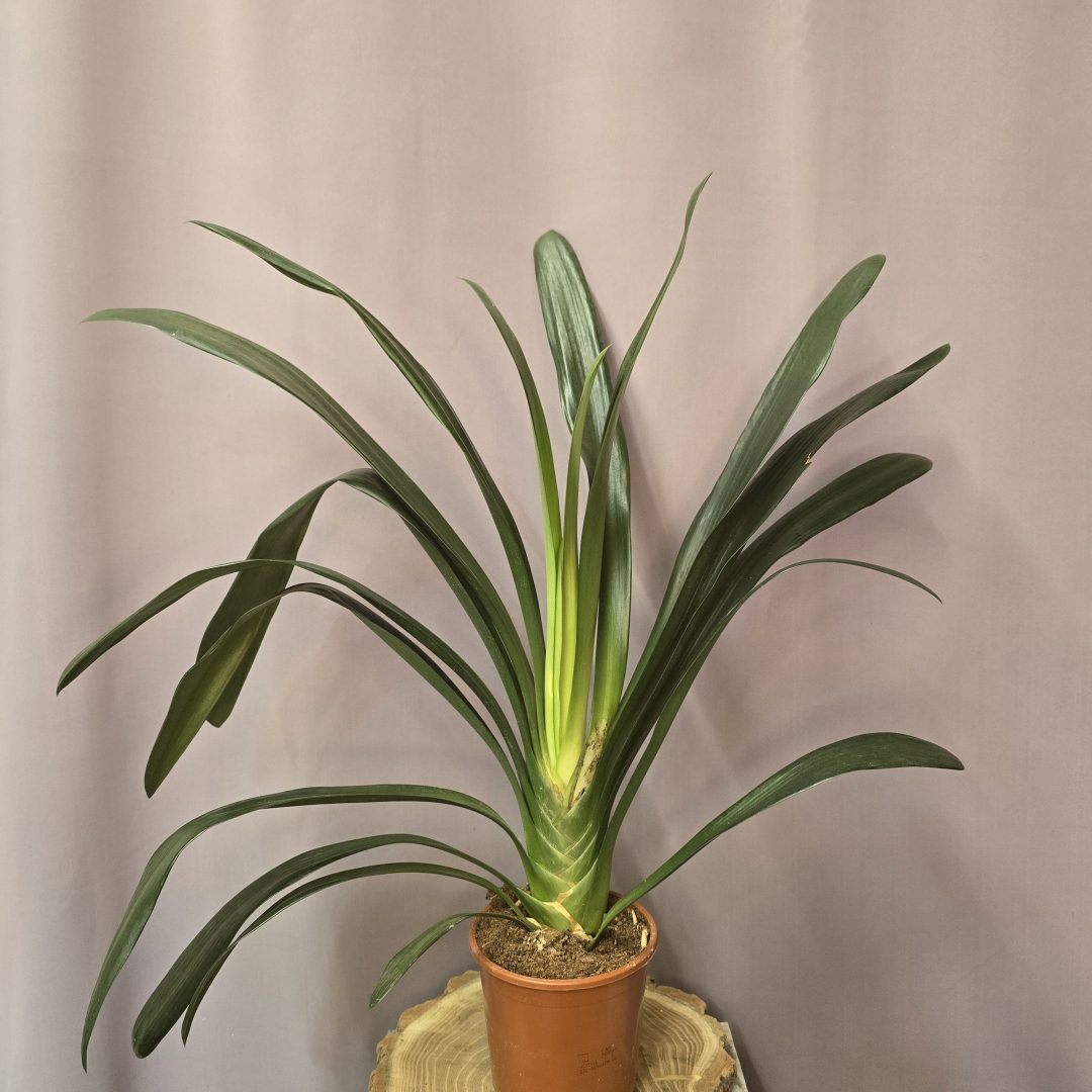 Klívia - Clivia miniata