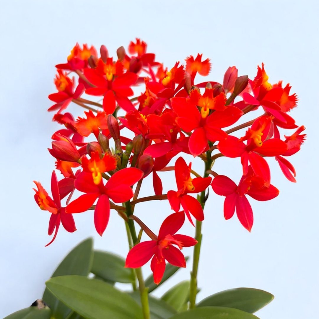 Epidendrum radicans 'Nordic Fire'