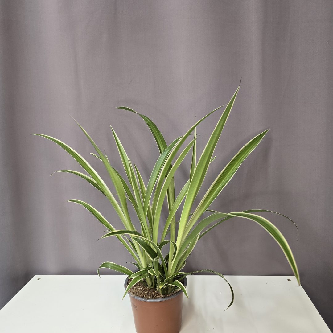 Csokrosinda - Chlorophytum