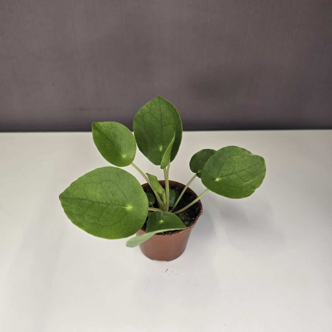 Pilea Peperomioides - Pénzlevelű pilea