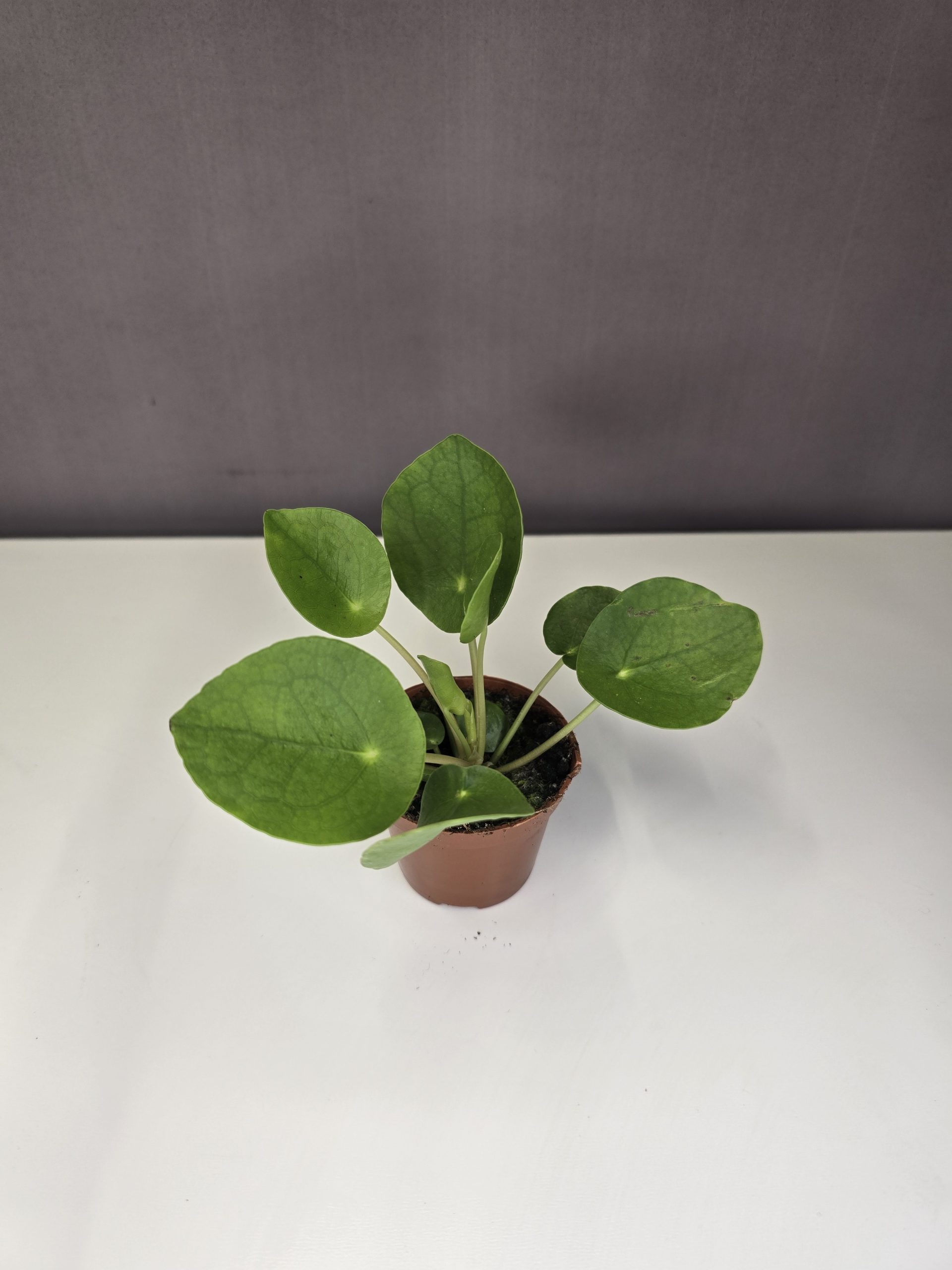 Pilea Peperomioides - Pénzlevelű pilea