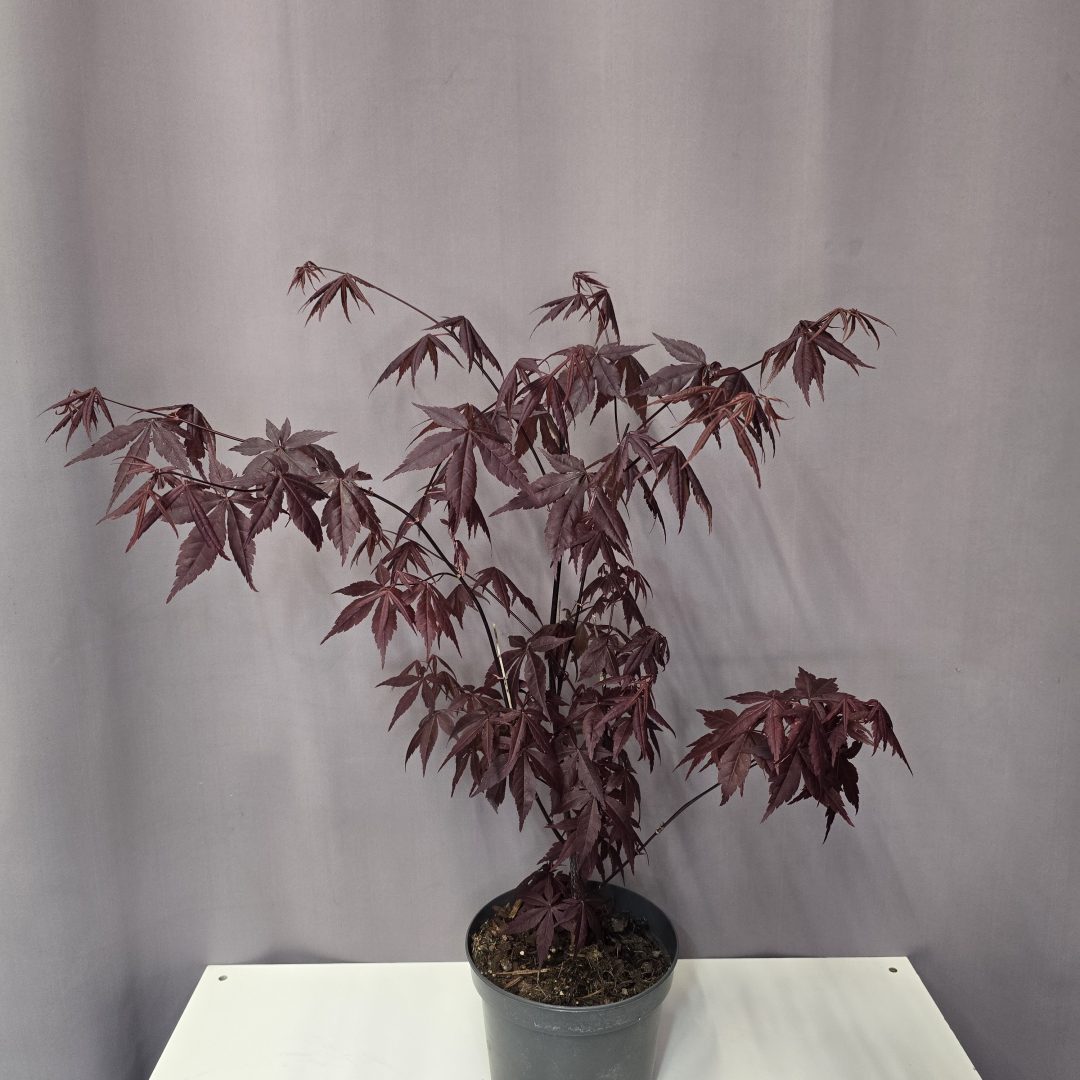Acer palmatum 'Atropurpureum' - Japán juhar