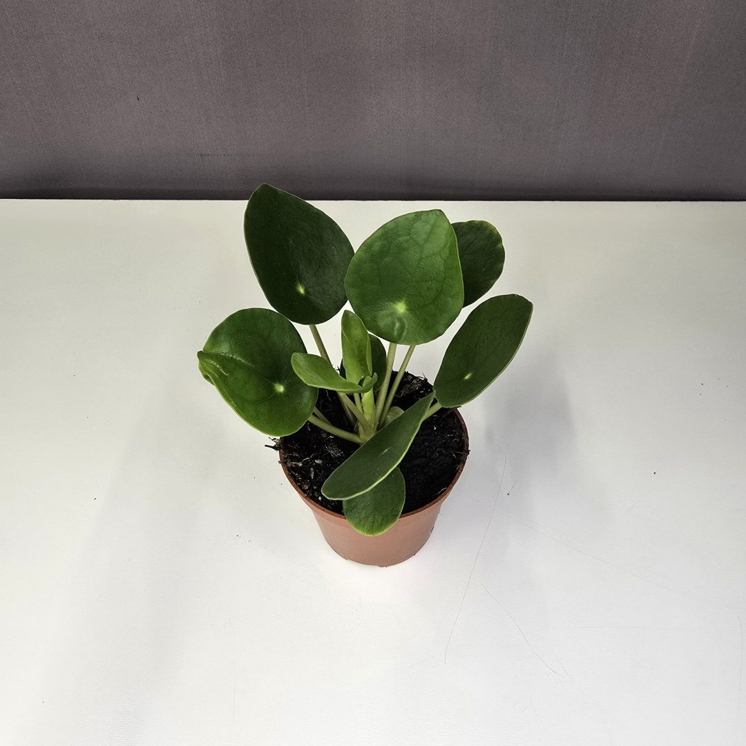 Pilea Peperomioides - Pénzlevelű pilea