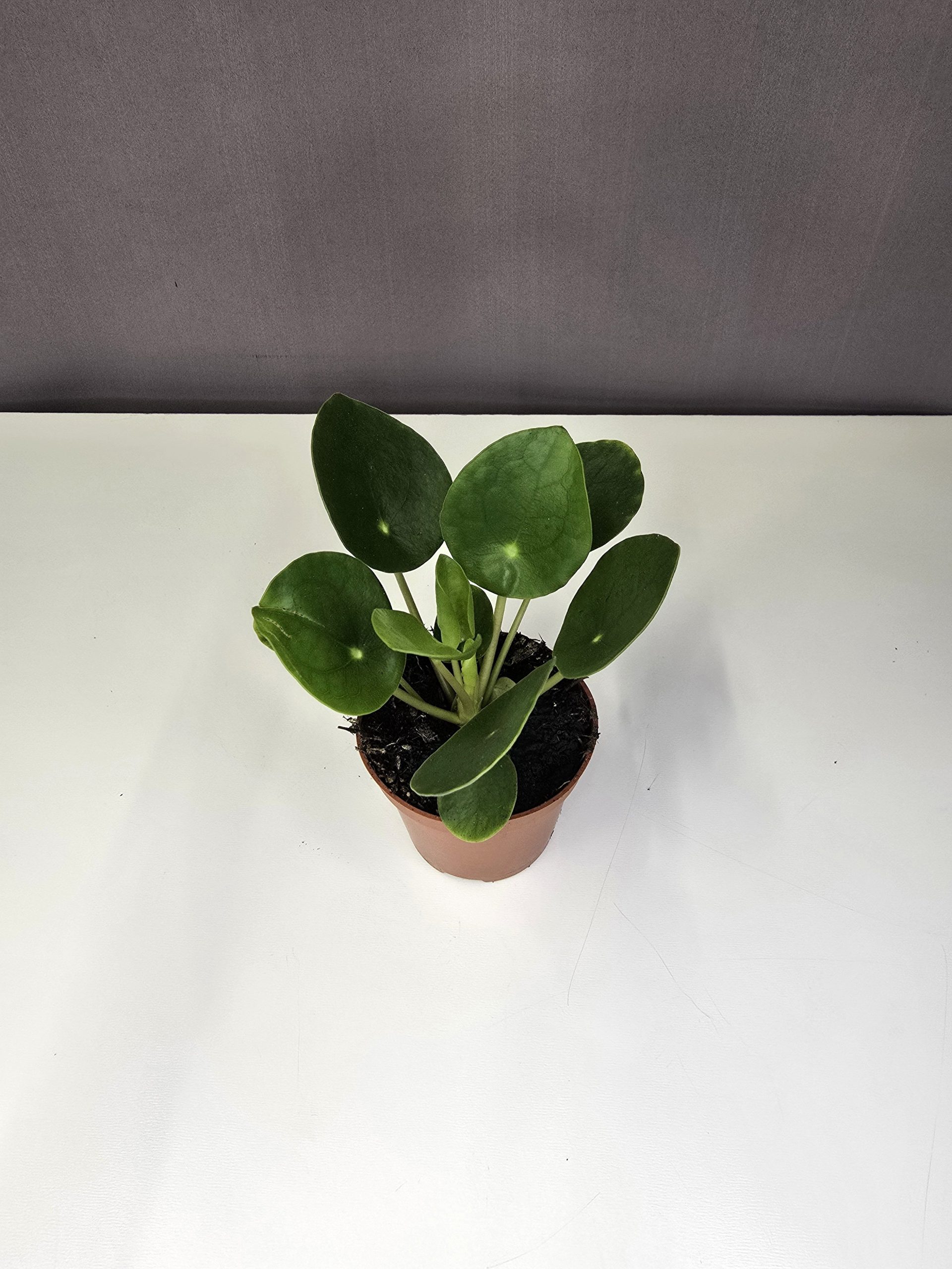 Pilea Peperomioides - Pénzlevelű pilea