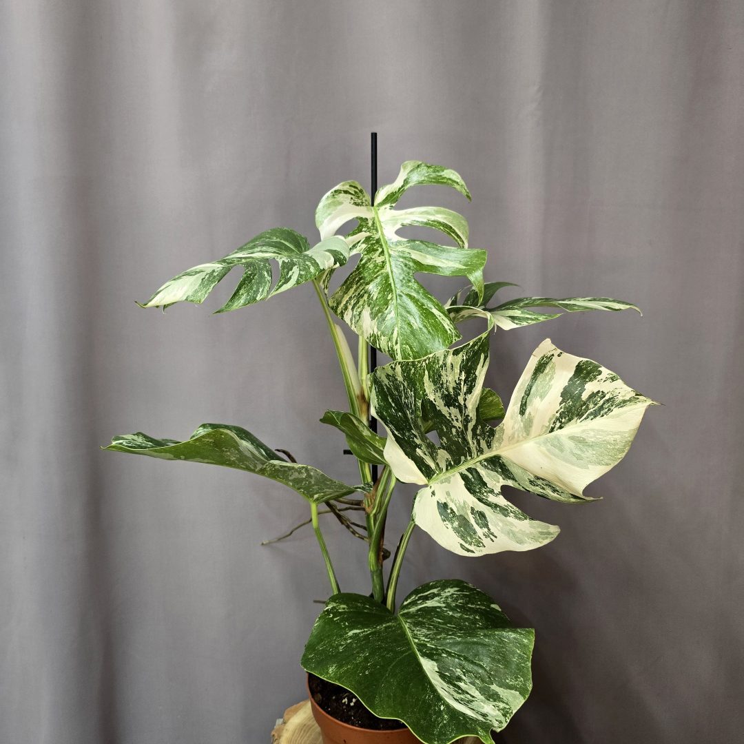 Monstera Deliciosa Albo Variegata