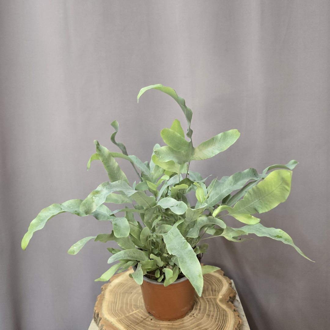 Phlebodium Blue Star