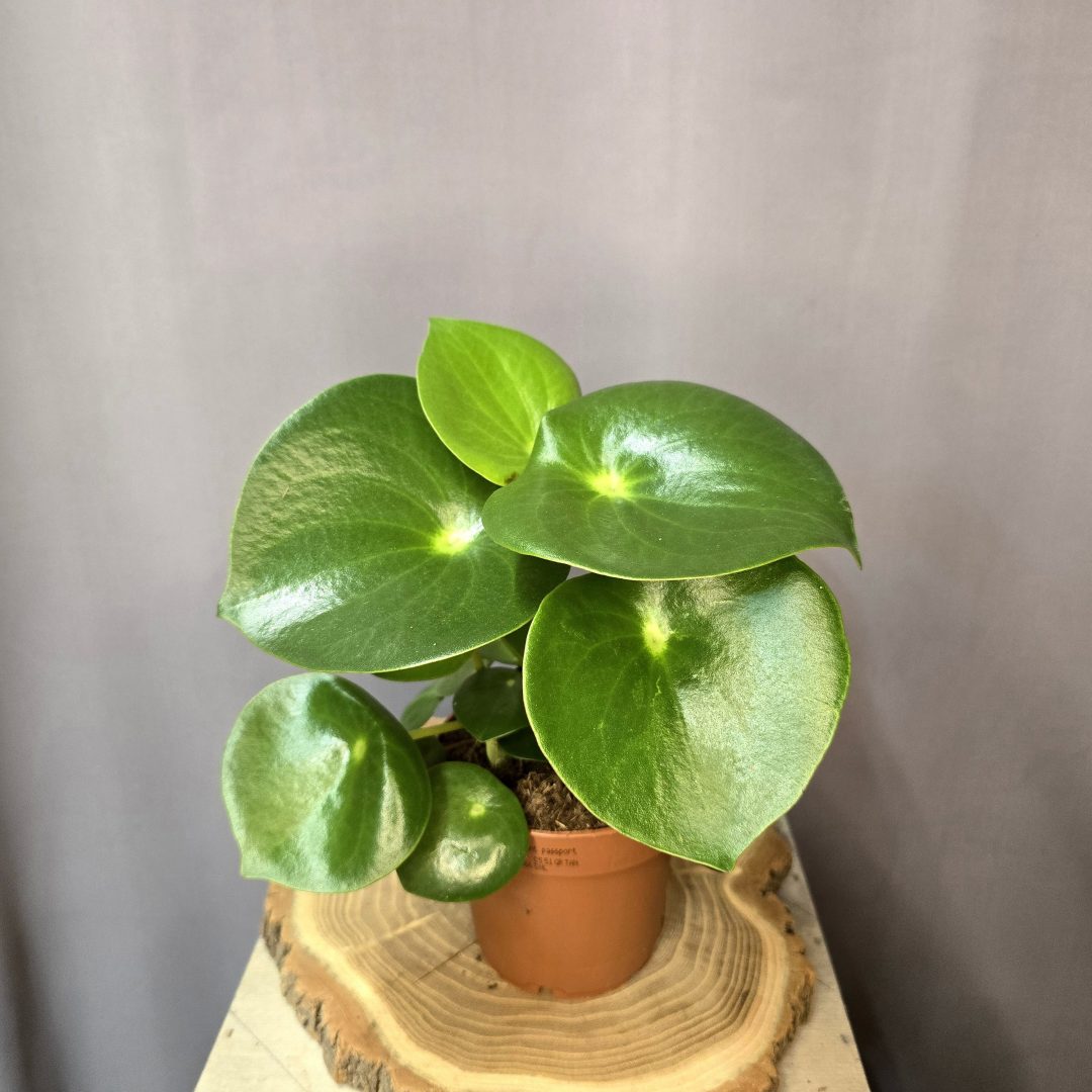 Peperomia Raindrop