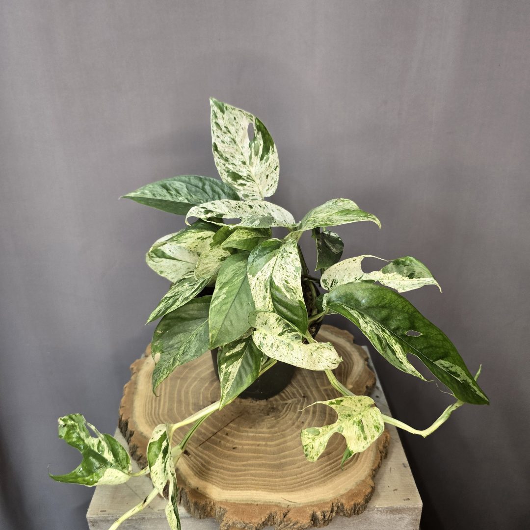 Epipremnum Marble Variegata