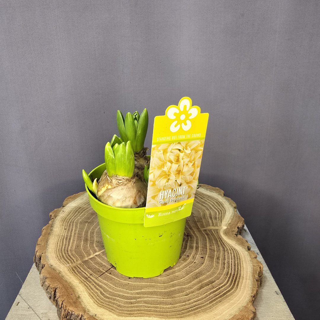 'Gipsy Princess' sárga jácint , 3 hagymás