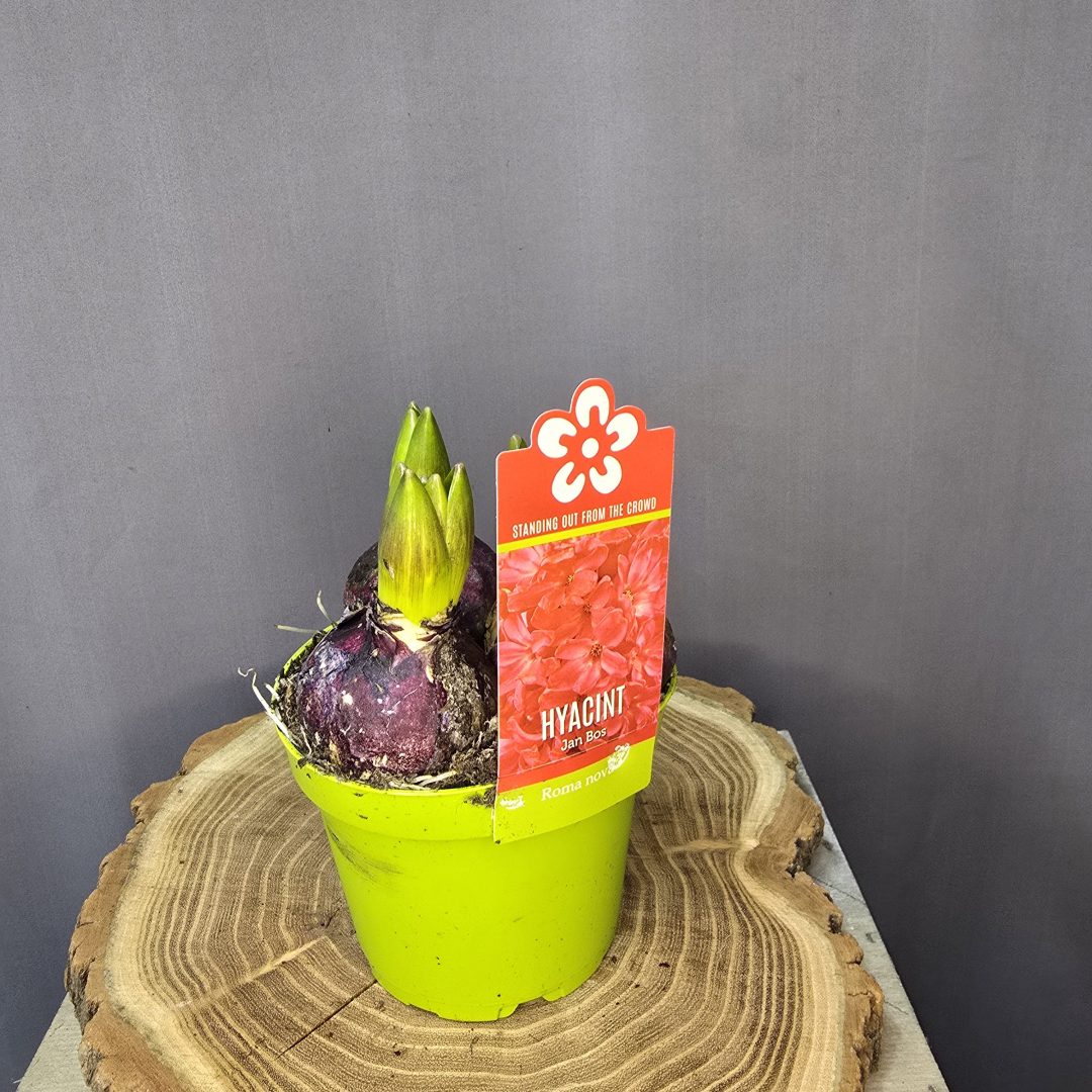 'Jan Bos' magenta színű jácint - 3 hagymás