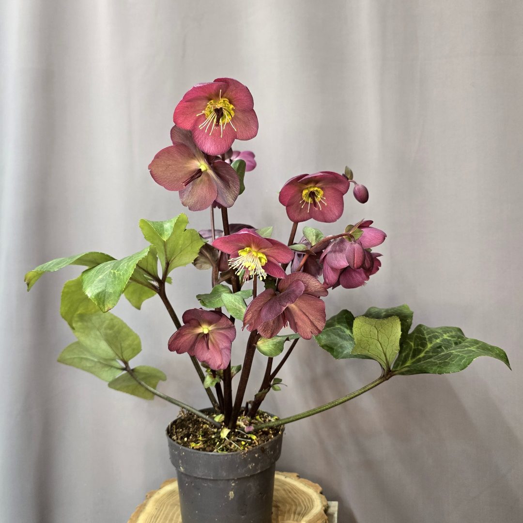 Helleborus 'Anna's Red'